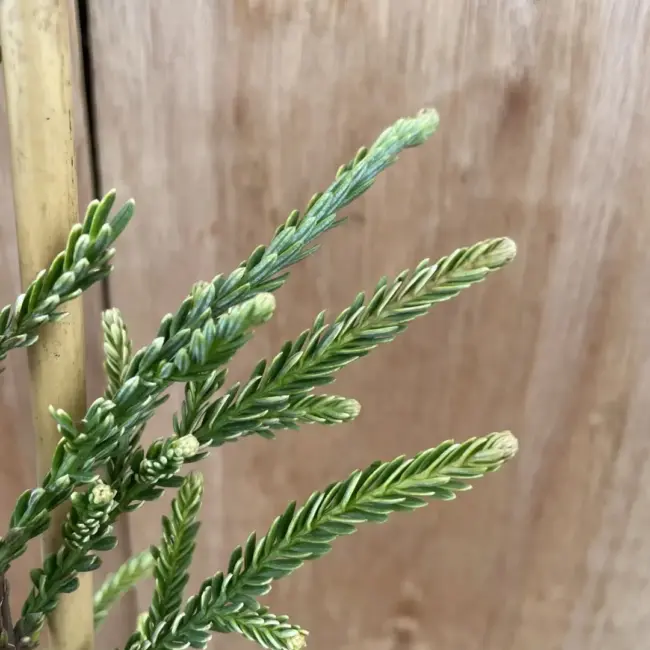 Coast Redwood 'Lightening'
