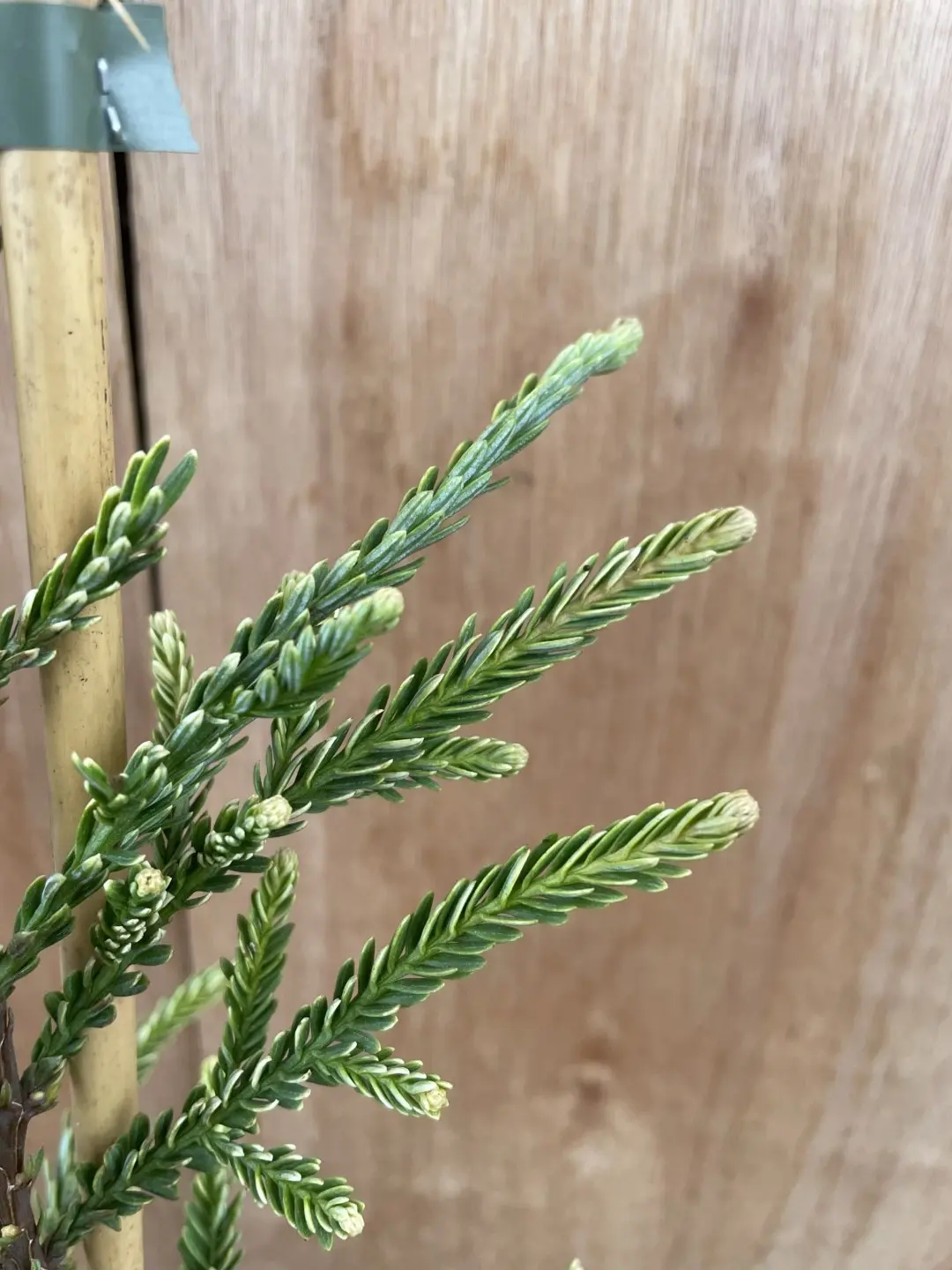 Coast Redwood 'Lightening'
