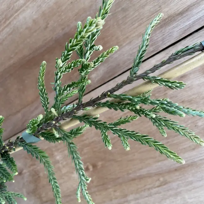 Coast Redwood 'Lightening'