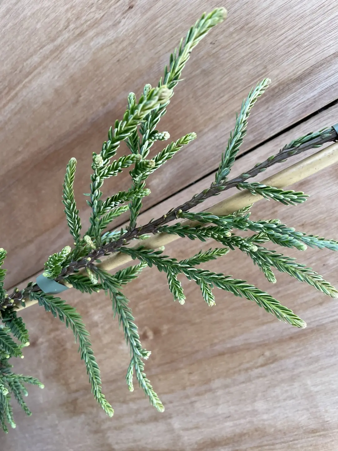 Coast Redwood 'Lightening'