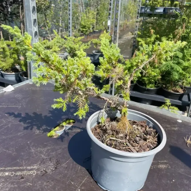Flaky Juniper Bush - Bonsai Starter (2L)