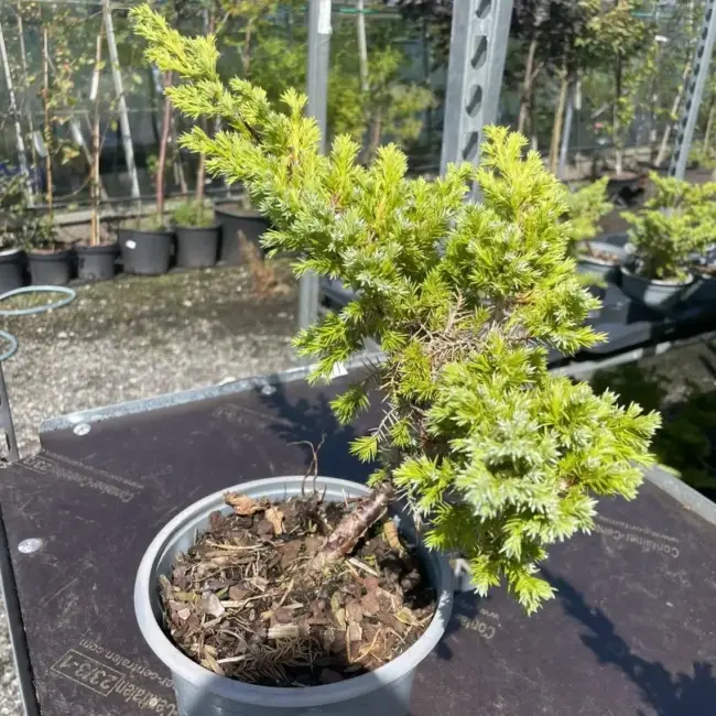 Flaky Juniper Bush - Bonsai Starter (2L) - Image 2