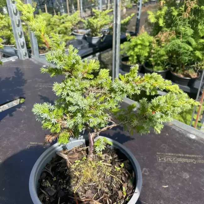 Flaky Juniper Bush - Bonsai Starter (2L) - Image 3