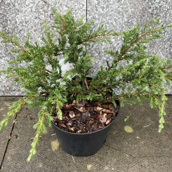 Common Juniper 'Repanda'