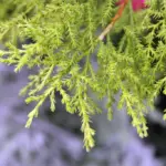 Cupressus macrocarpa Goldcrest