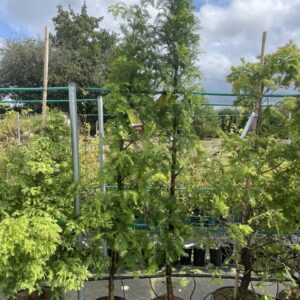 Dawn Redwood 'Amber Glow' 200250cm (15L)