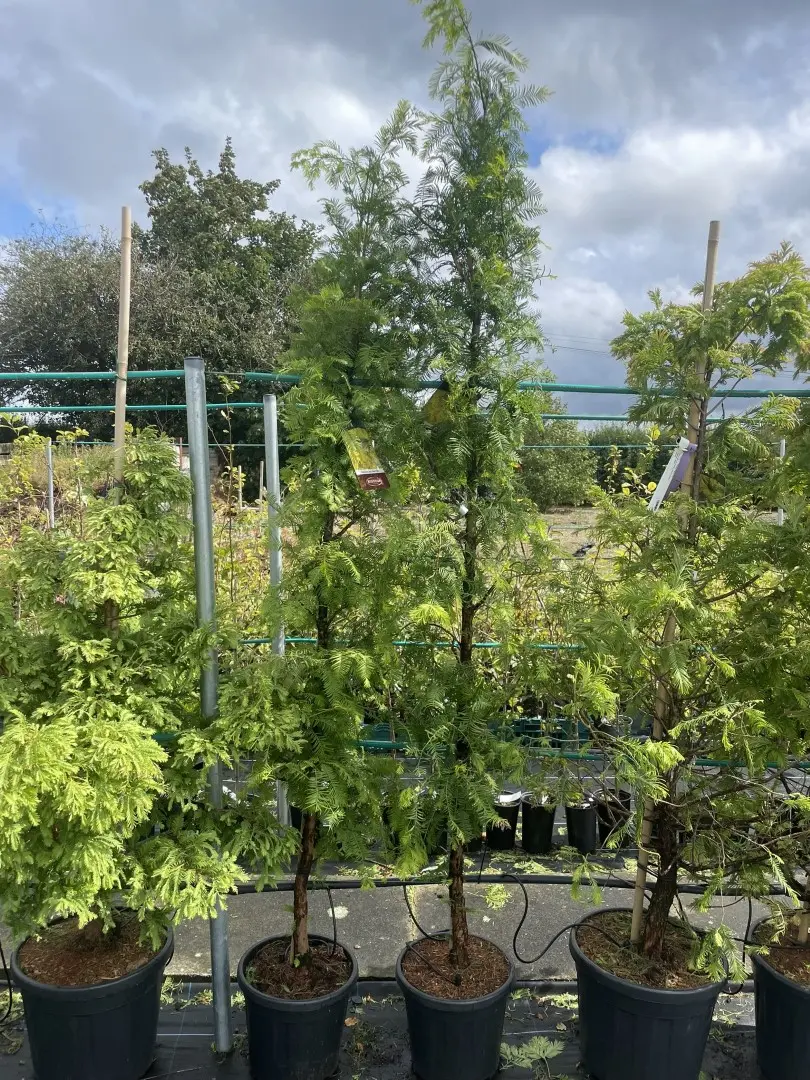 Dawn Redwood 'Amber Glow' 200250cm (15L)