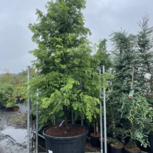 Dawn Redwood 'Amber Glow' 300/350cm (230L)