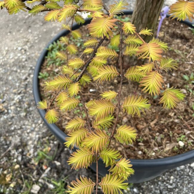 Dawn Redwood 'Amber Glow'