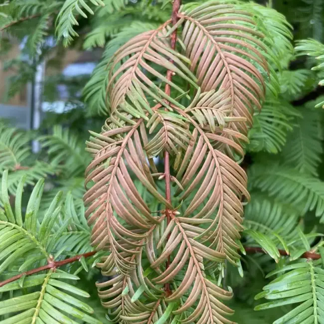 Dawn Redwood 'Amber Glow' 300/350cm (230L) - Image 2