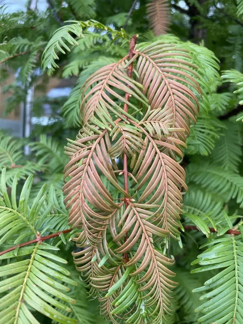 Dawn Redwood 'Amber Glow' 300/350cm (230L) - Image 2