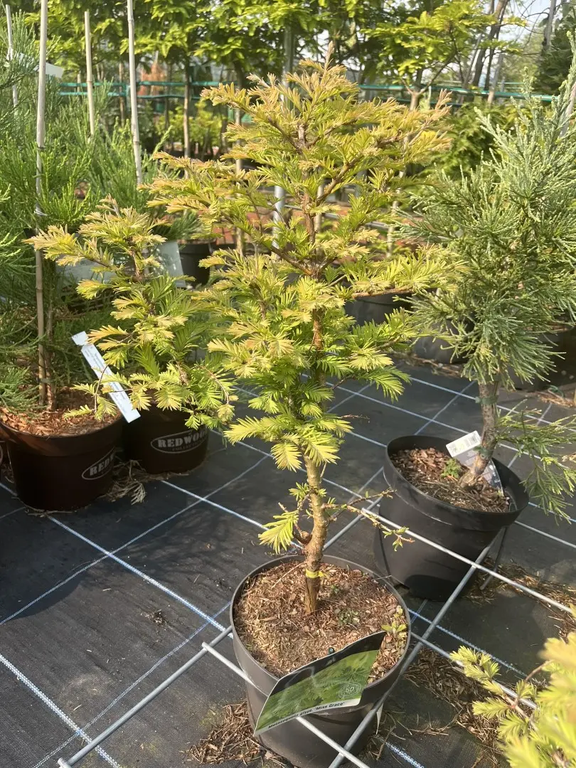 Dawn Redwood 'Miss Grace' 60/80cm (5L)