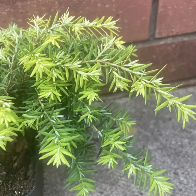 Eastern Hemlock - Tsuga canadensis 'Jeddeloh'