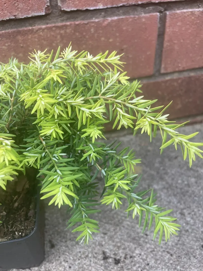 Eastern Hemlock - Tsuga canadensis 'Jeddeloh'