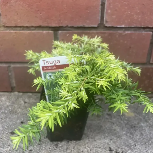 Eastern Hemlock - Tsuga canadensis 'Jeddeloh'