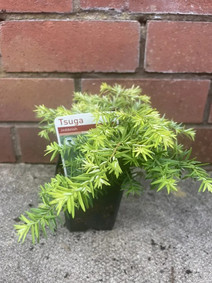 Eastern Hemlock - Tsuga canadensis 'Jeddeloh'