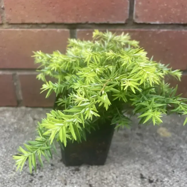Eastern Hemlock - Tsuga canadensis 'Jeddeloh'