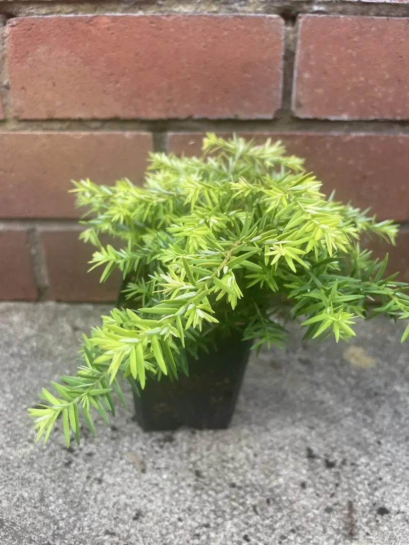 Eastern Hemlock - Tsuga canadensis 'Jeddeloh'