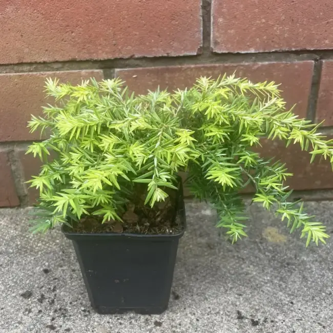 Eastern Hemlock 'Jeddeloh' 10/20cm (P9) - Image 3