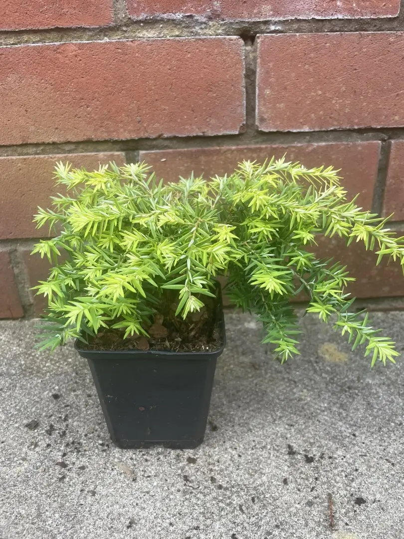 Eastern Hemlock 'Jeddeloh' 10/20cm (P9) - Image 3