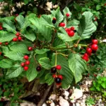 Frangula alnus Alder Buckthorn Trees