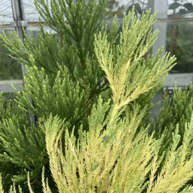 Giant Redwood Vida Magical Mystery