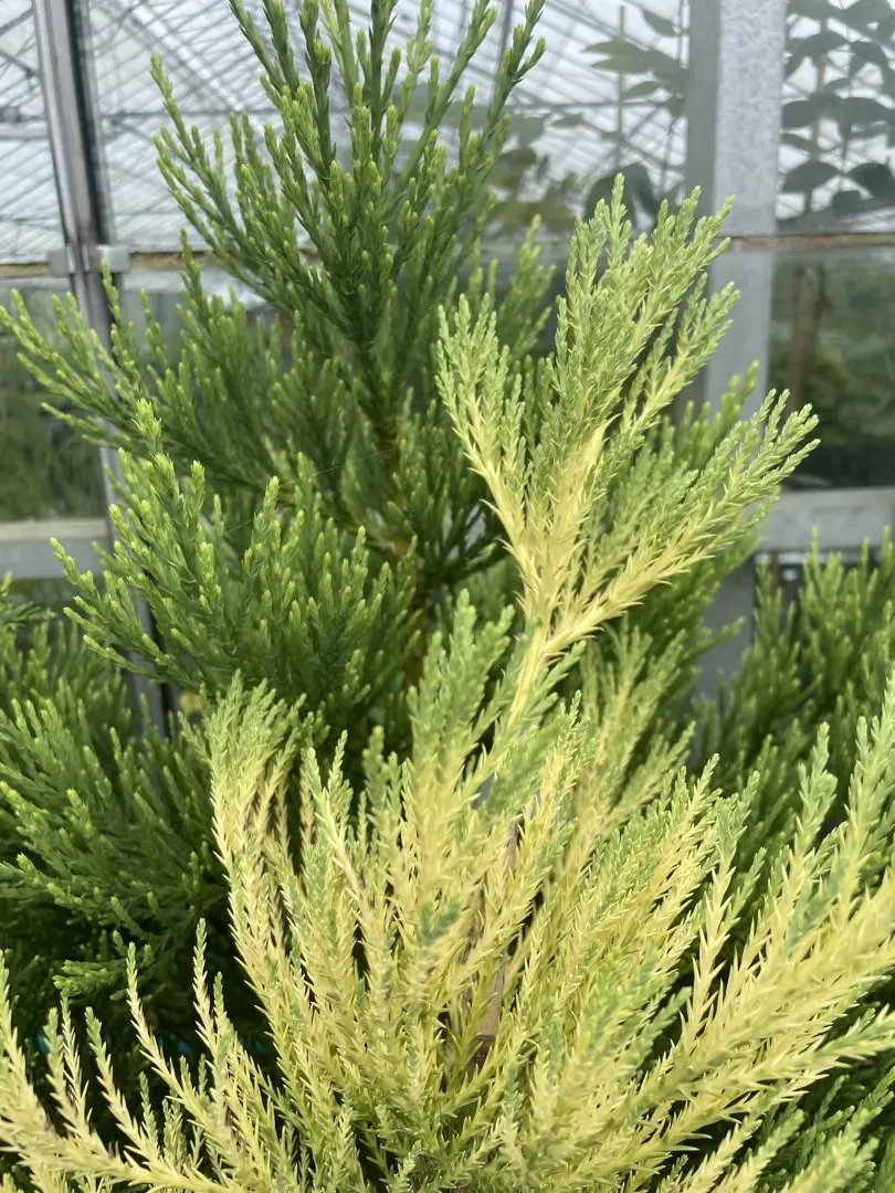 Giant Redwood Vida Magical Mystery
