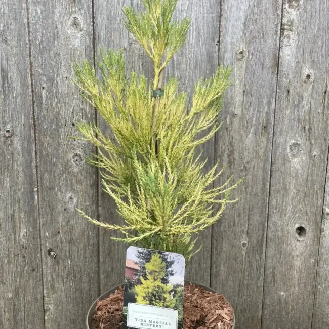 Giant Redwood Vida Magical Mystery