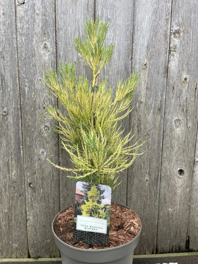 Giant Redwood Vida Magical Mystery