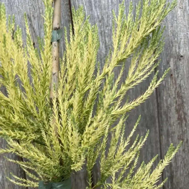 Giant Redwood Vida Magical Mystery