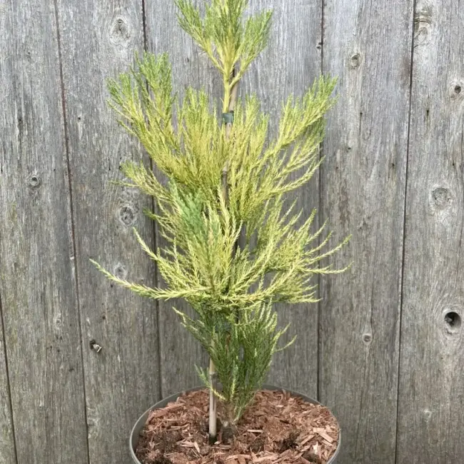 Giant Redwood Vida Magical Mystery