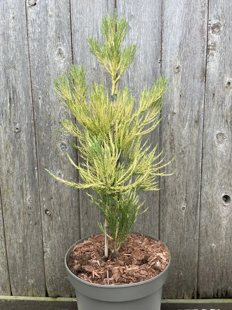 Giant Redwood Vida Magical Mystery
