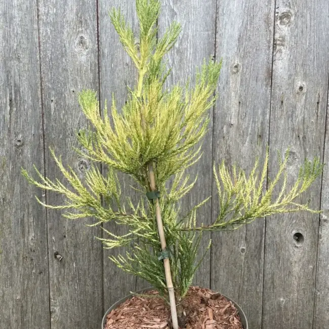 Giant Redwood Vida Magical Mystery