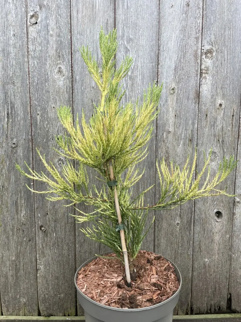 Giant Redwood Vida Magical Mystery