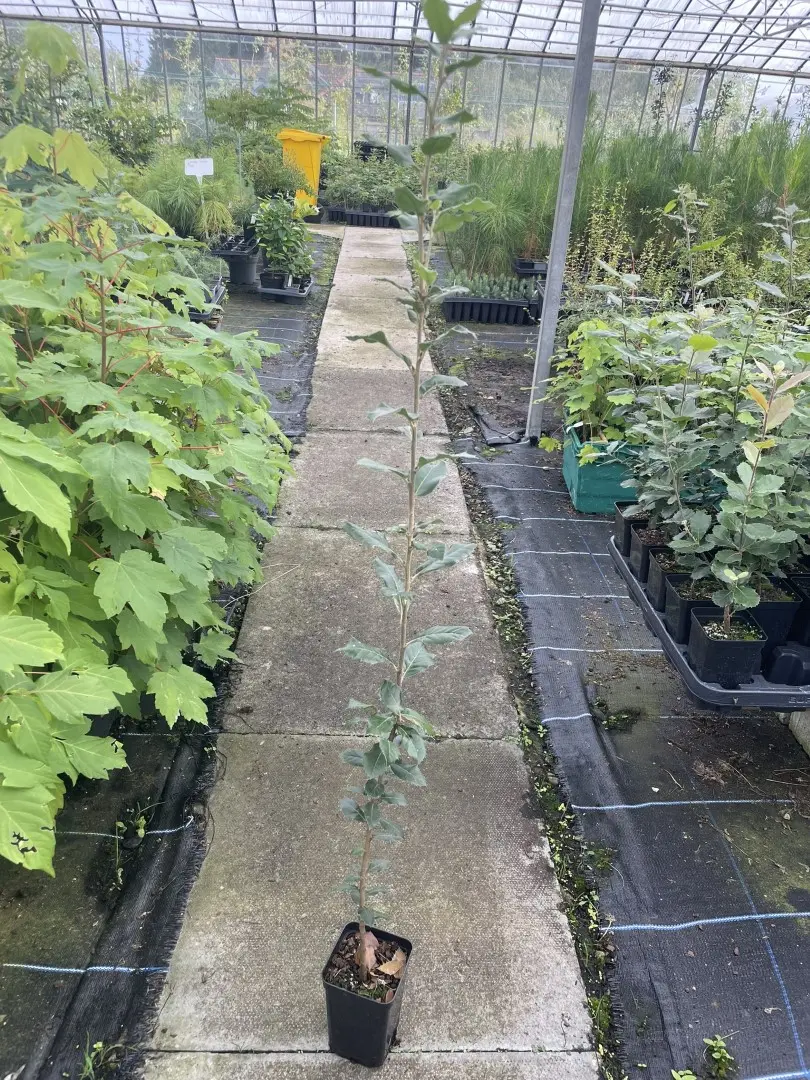 Holm Oak Tree 60/80cm (P9T)