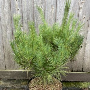 Japanese Red Pine 'Burke's Red Variegated' (10L) Tree - Pinus densiflora