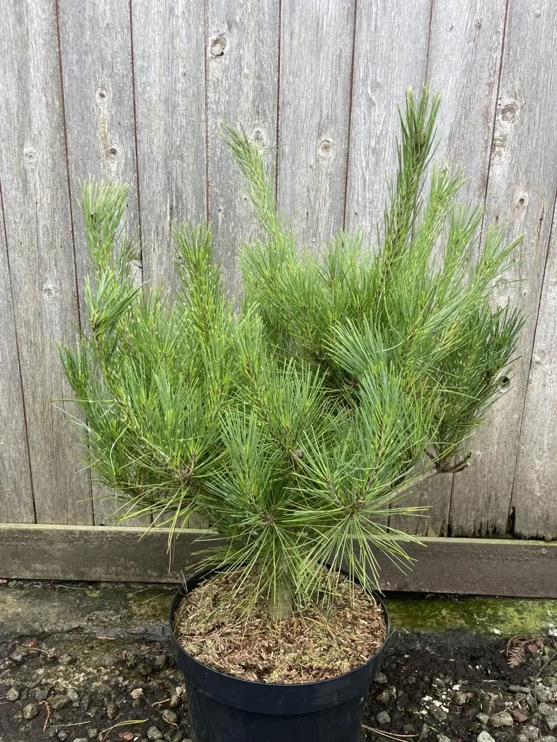 Japanese Red Pine 'Burke's Red Variegated' (10L) Tree - Pinus densiflora