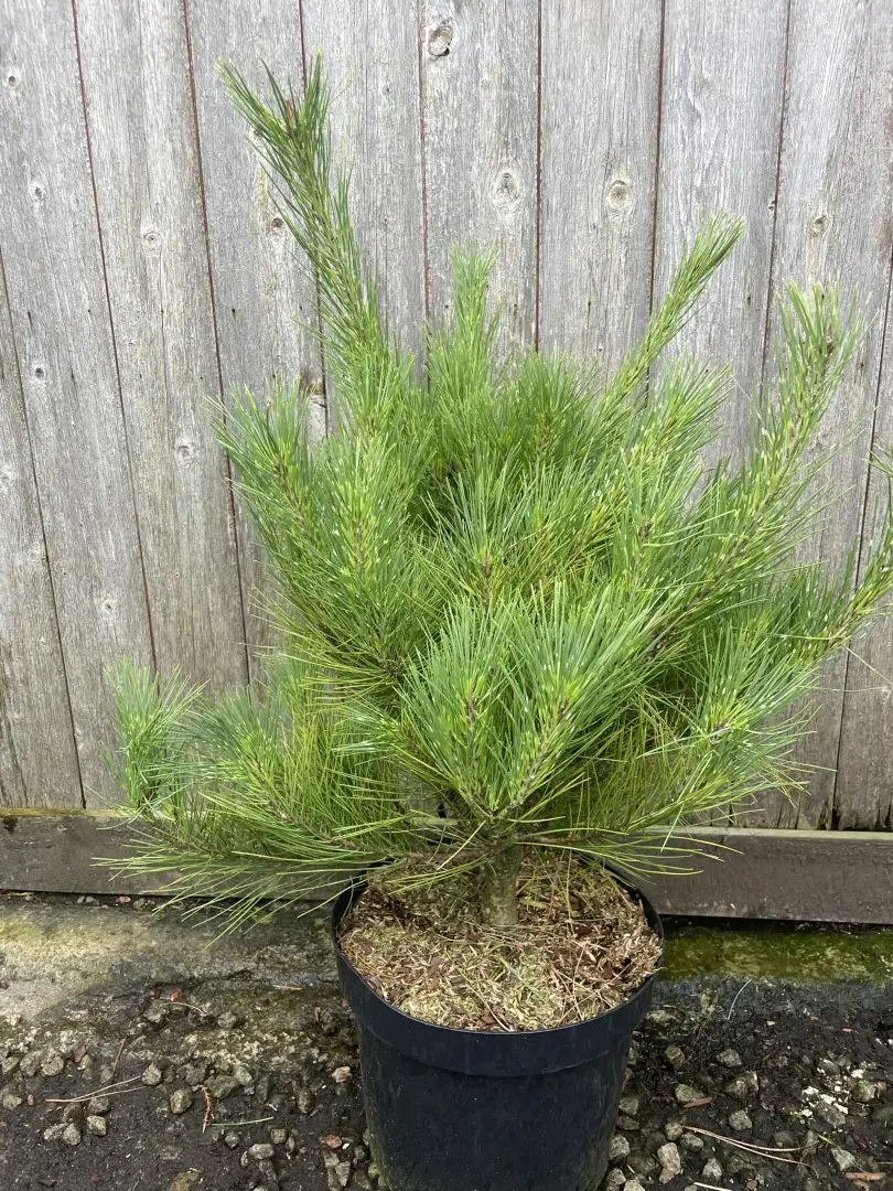 Japanese Red Pine 'Burke's Red Variegated' (10L) Tree - Pinus densiflora