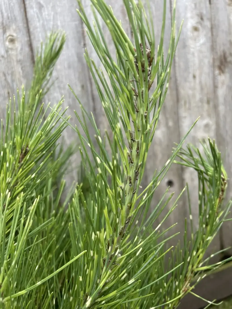 Japanese Red Pine 'Burke's Red Variegated' (10L) Tree - Pinus densiflora