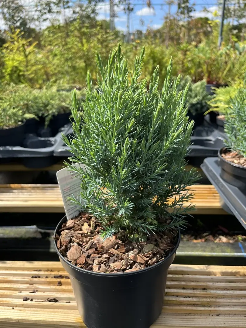 Juniperus chinensis - Chinese juniper 'Pyramidalis'