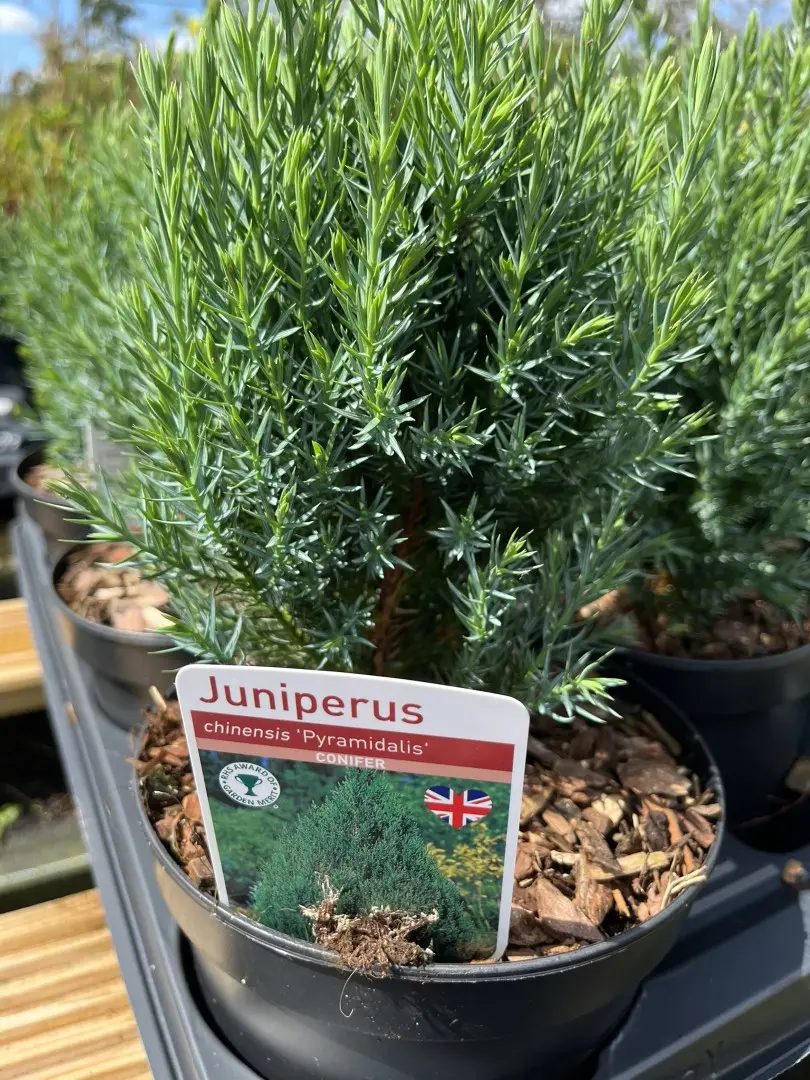 Juniperus chinensis - Chinese juniper 'Pyramidalis'