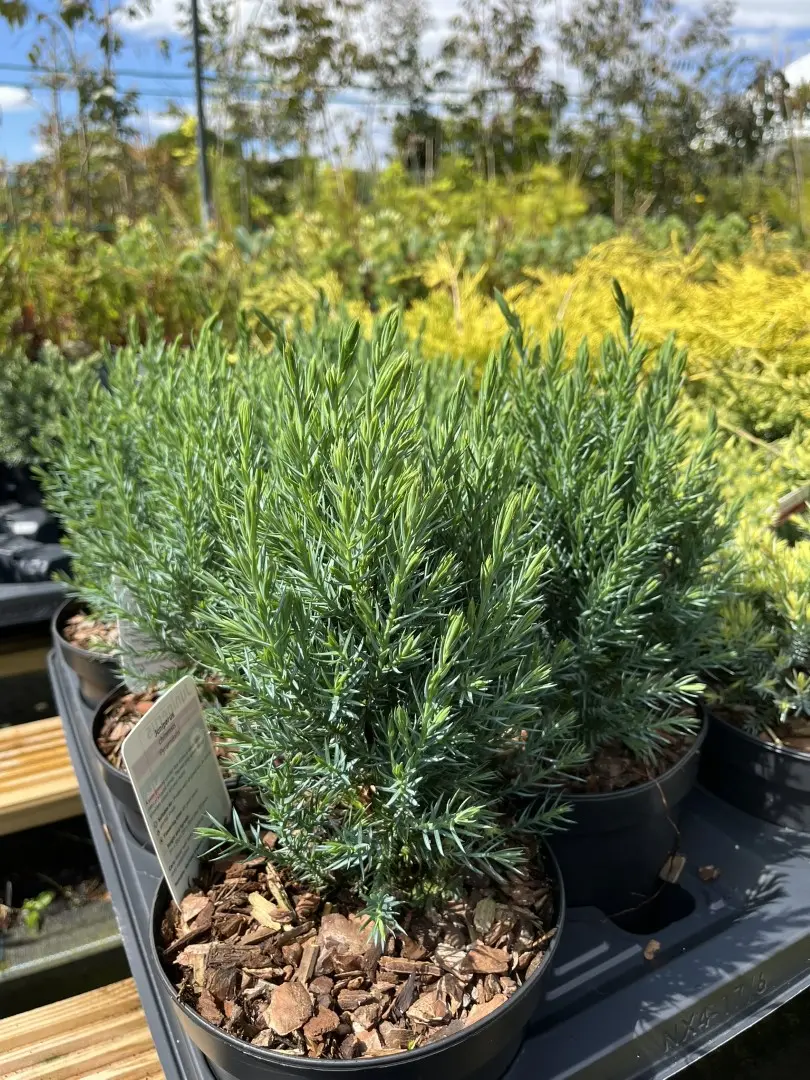 Juniperus chinensis - Chinese juniper 'Pyramidalis'