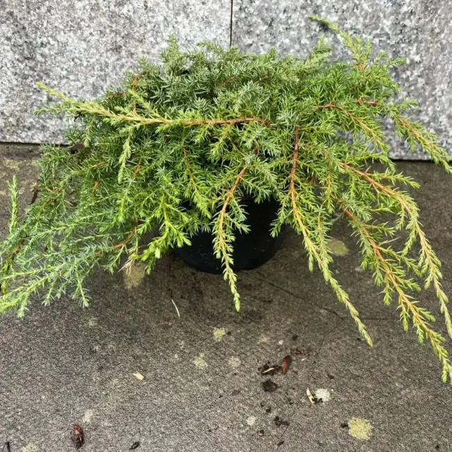 Juniperus communis 'Green Carpet'
