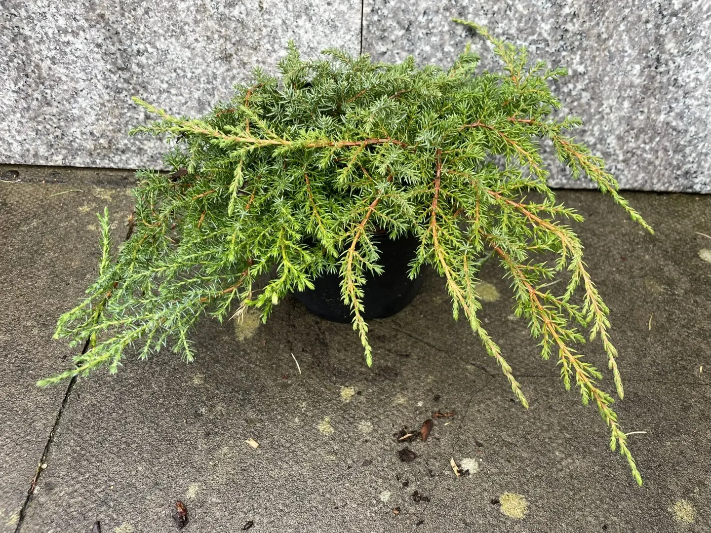 Juniperus communis 'Green Carpet'