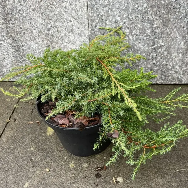 Juniperus communis 'Green Carpet'