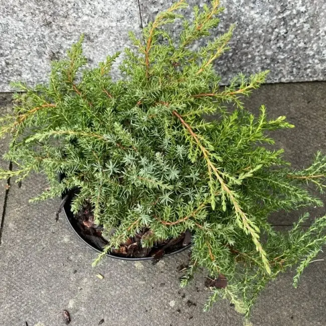 Juniperus communis 'Green Carpet'