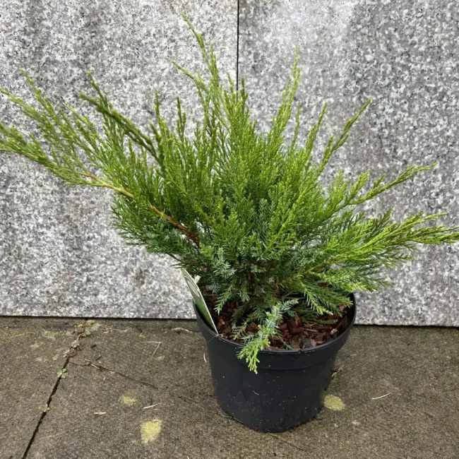 Juniperus × pfitzeriana 'Monlep'