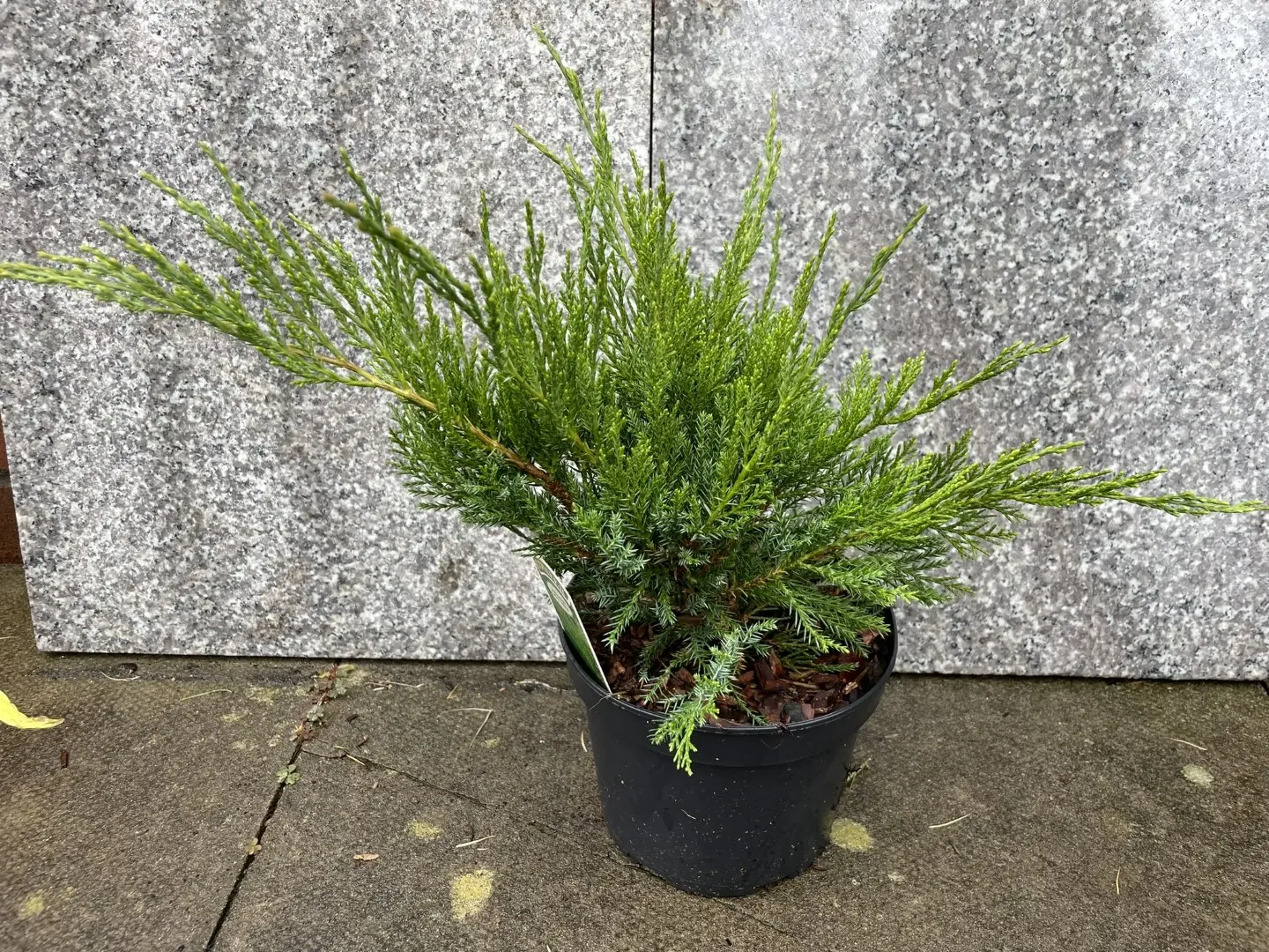 Juniperus × pfitzeriana 'Monlep'