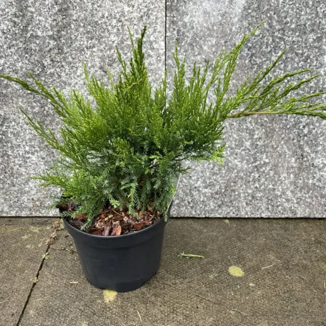 Juniperus × pfitzeriana 'Monlep'