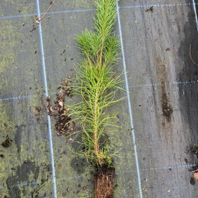 Lodgepole Pine 20/40cm (Cell)